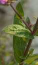 leaf  : nom scientifique : Lythrum salicaria L. , Lythrum , Lythraceae 