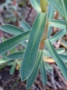 leaf  : nom scientifique : Euphorbia seguieriana Neck. , Euphorbia , Euphorbiaceae 