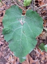 leaf  : nom scientifique : Arctium lappa L. , Arctium , Asteraceae 