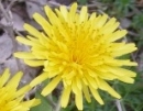 flower  : nom scientifique : Taraxacum officinale F.H. Wigg. , Taraxacum , Asteraceae 