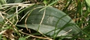 leaf  : nom scientifique : Neotinea ustulata var. ustulata  , Neotinea , Orchidaceae 