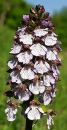 flower  : nom scientifique : Orchis purpurea Huds. , Orchis , Orchidaceae 