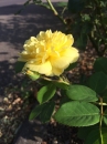 flower :