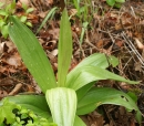 leaf  : nom scientifique : Orchis purpurea Huds. , Orchis , Orchidaceae 