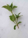 leaf  : 