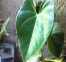 leaf  : 