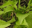 leaf  : nom scientifique : Scorzonera humilis L. , Scorzonera , Asteraceae 