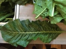 leaf :