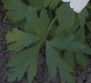 leaf  : nom scientifique : Anemone sylvestris L. , Anemone , Ranunculaceae 