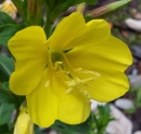 flower  : nom scientifique : Oenothera biennis L. , Oenothera , Onagraceae 