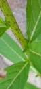 stemleaf  : nom scientifique : Oenothera biennis L. , Oenothera , Onagraceae 