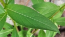 leaf  : nom scientifique : Oenothera biennis L. , Oenothera , Onagraceae 