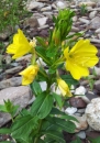 whole  : nom scientifique : Oenothera biennis L. , Oenothera , Onagraceae 
