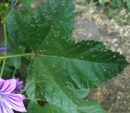leaf  : nom scientifique : Malva sylvestris L. , Malva , Malvaceae 