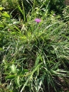 whole  : nom scientifique : Centaurea cyanus L. , Centaurea , Asteraceae 