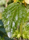 leaf : nom scientifique : Lamium galeobdolon (L.) Crantz , Lamium , Lamiaceae