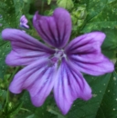 flower  : nom scientifique : Malva sylvestris L. , Malva , Malvaceae 