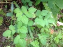 leaf :