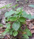 whole : nom scientifique : Galinsoga quadriradiata Ruiz & Pav. , Galinsoga , Asteraceae