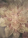 leaf :