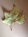 leaf  : 