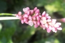 flower : nom scientifique : Persicaria maculosa Gray , Persicaria , Polygonaceae