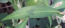 leaf : nom scientifique : Persicaria maculosa Gray , Persicaria , Polygonaceae