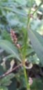 stemleaf : nom scientifique : Persicaria maculosa Gray , Persicaria , Polygonaceae