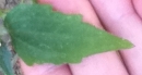 leaf  : nom scientifique : Galinsoga quadriradiata Ruiz & Pav. , Galinsoga , Asteraceae 