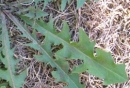 leaf  : nom scientifique : Taraxacum officinale F.H. Wigg. , Taraxacum , Asteraceae 