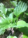 leaf  : 