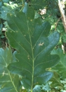 leaf  : nom scientifique : Quercus pendula Lodd. ex Loudon , Quercus , Fagaceae 