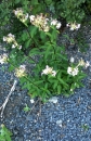 whole  : nom scientifique : Saponaria officinalis L. , Saponaria , Caryophyllaceae 