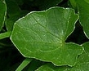 leaf  : nom scientifique : Ranunculus ficaria L. , Ranunculus , Ranunculaceae 