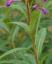 stemleaf  : nom scientifique : Epilobium angustifolium L. , Epilobium , Onagraceae 