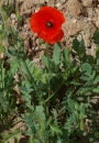 whole  : nom scientifique : Papaver rhoeas L. , Papaver , Papaveraceae 