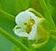 flower  : nom scientifique : Thlaspi arvense L. , Thlaspi , Brassicaceae 