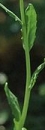 stemleaf  : nom scientifique : Thlaspi arvense L. , Thlaspi , Brassicaceae 