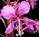 flower  : nom scientifique : Epilobium angustifolium L. , Epilobium , Onagraceae 