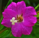 flower  : nom scientifique : Epilobium hirsutum L. , Epilobium , Onagraceae 