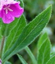 leaf  : nom scientifique : Epilobium hirsutum L. , Epilobium , Onagraceae 