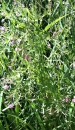 whole  : nom scientifique : Epilobium hirsutum L. , Epilobium , Onagraceae 