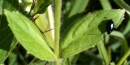 stemleaf  : nom scientifique : Epilobium hirsutum L. , Epilobium , Onagraceae 