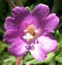flower  : nom scientifique : Epilobium hirsutum L. , Epilobium , Onagraceae 