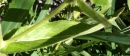 leaf  : nom scientifique : Epilobium hirsutum L. , Epilobium , Onagraceae 