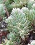 whole : nom scientifique : Sedum rupestre L. , Sedum , Crassulaceae
