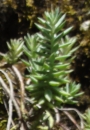 whole  : nom scientifique : Sedum rupestre L. , Sedum , Crassulaceae 