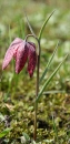 whole  : nom scientifique : Fritillaria meleagris L. , Fritillaria , Liliaceae 