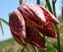 flower  : nom scientifique : Fritillaria meleagris L. , Fritillaria , Liliaceae 