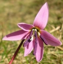 flower  : nom scientifique : Erythronium dens-canis L. , Erythronium , Liliaceae 